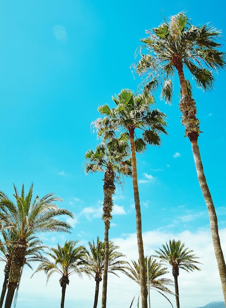 Coconut Palm Tree Against a Clear Blue Sky – Free Stock Photo for Download