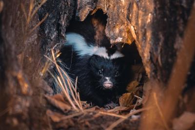 Cute Black and White Skunk Hiding in a Cave in Argentina – Free Stock Photo for Download