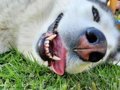 Close-up of a Siberian Husky – Free Stock Photo for Download