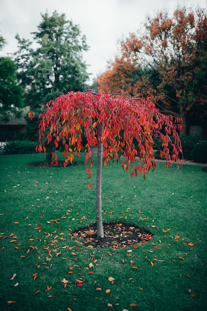 Tree with Red Leaves in Daytime Park – Free Download