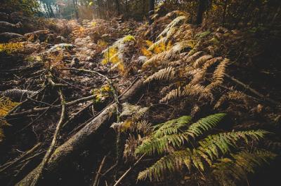 Trees and Bushes in Autumn Sunlight – Free Stock Photo for Download