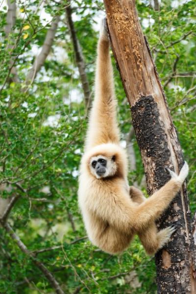 Gibbon (Hylobates lar) Climbing a Tree in the Forest – Free Stock Photo for Download