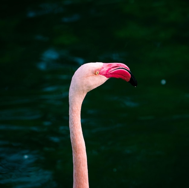 Flamingos in the River – Free Download, Free Stock Photo