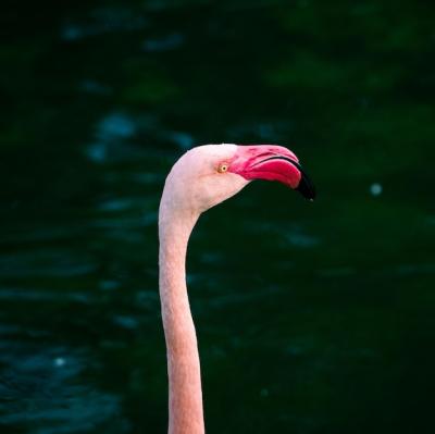 Flamingos in the River – Free Download, Free Stock Photo