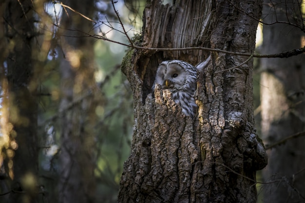 Owl Sitting Inside Tree Trunk – Free Stock Photo for Download