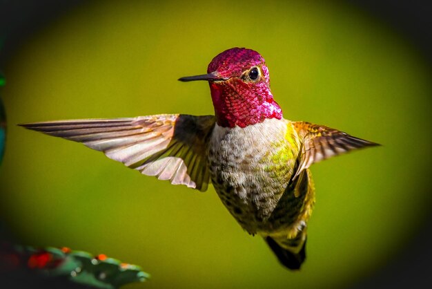 Close-Up of a Bird Flying – Free Stock Photo for Download