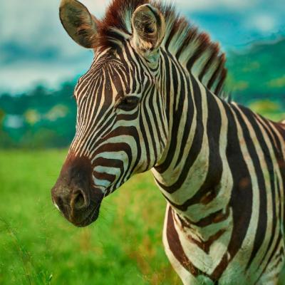 Closeup of a Beautiful Zebra in a Grass-Covered Field – Free Download