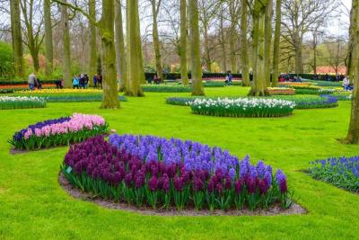 Fresh Early Spring Hyacinth Flowerbed in Keukenhof Park, Lisse, Netherlands – Free to Download