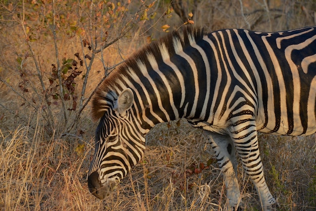 Zebras in a Field – Download Free Stock Photo