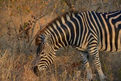 Zebras in a Field – Download Free Stock Photo