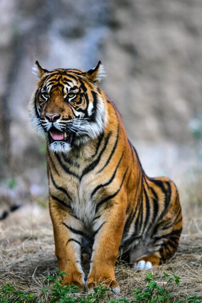 Stunning Close-up of a Tiger in the Field – Free Download