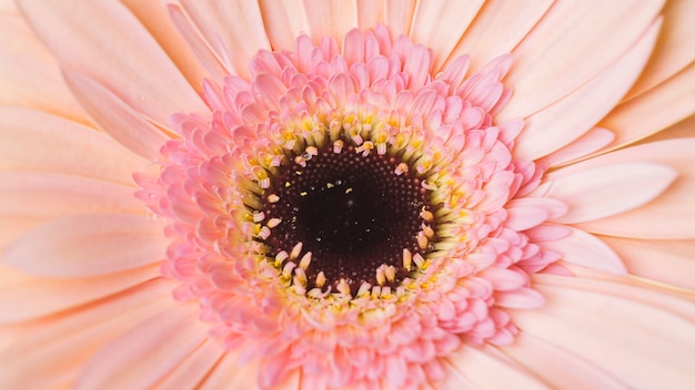 Beautiful Flower Close-Up – Free Download