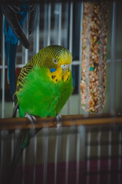 A Lovely Green and Blue Parakeets – Free Download, Download Free Stock Photo