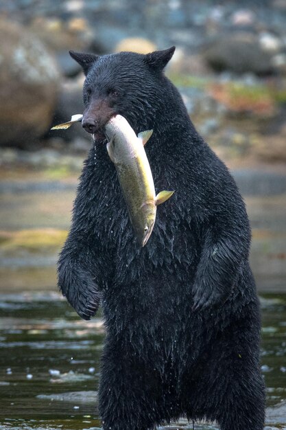 Fish is on the Menu: Free Stock Photos for Download