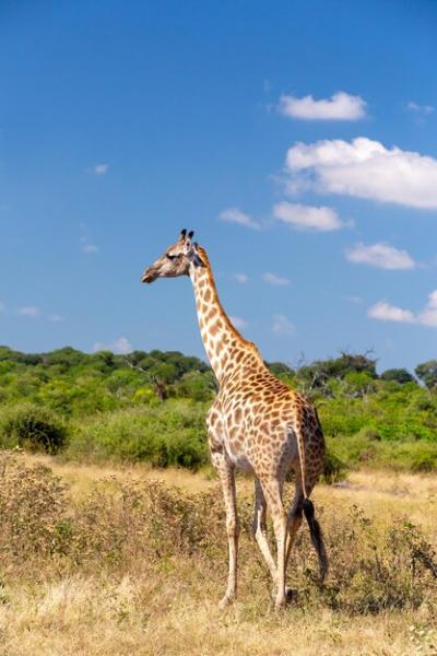 Giraffe in a Field – Free Stock Photo, Download for Free