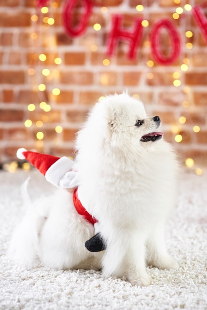 Playful Dog Looking Up – Free Stock Photo for Download