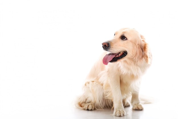 Cute Golden Retriever – Free Stock Photo for Download