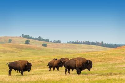 Bisons Grazing in a Scenic Landscape Against a Clear Sky – Free Stock Photo, Download Free