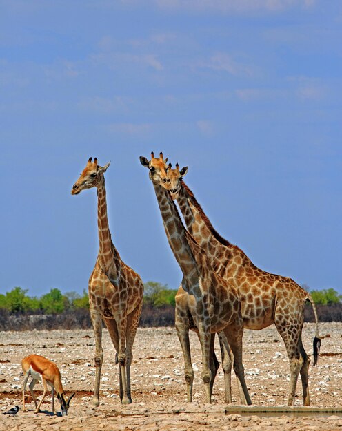 Giraffes and Springbok on a Landscape Against a Clear Sky – Free Stock Photo Download