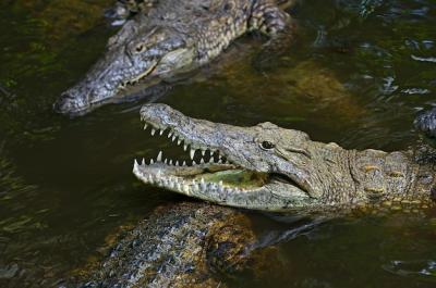 Crocodile in Masai Mara National Park, Kenya – Free Stock Photo Download