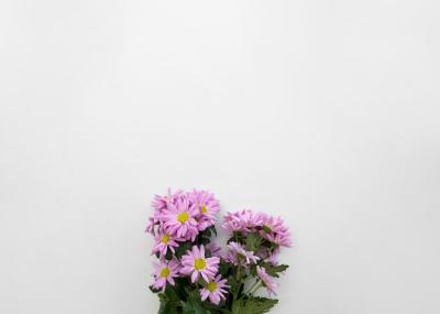 Bunch of Pink Daisy Flowers on White Backdrop – Free Download