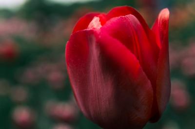 Stunning Macro Shot of a Single Red Tulip Flower – Free to Download