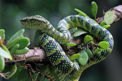 Tropidolaemus Wagleri Snake Close-Up on Branch – Download Free Stock Photo