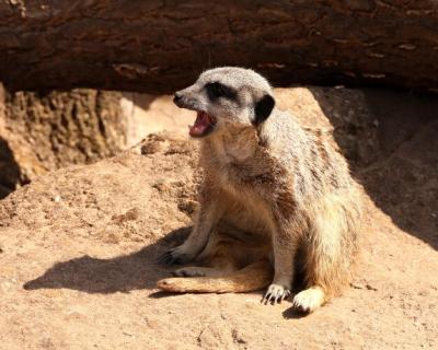 Meerkat Sitting on Rock – Free to Download Stock Photo