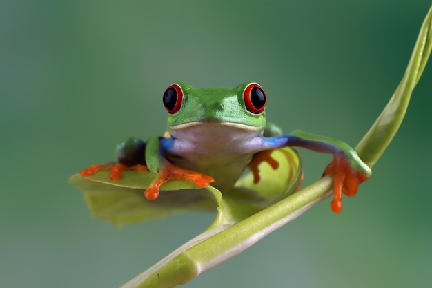 Redeyed Tree Frog on Green Leaves – Free Stock Photo for Download