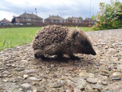 Close-up of Hedgehog – Free Stock Photo, Download for Free