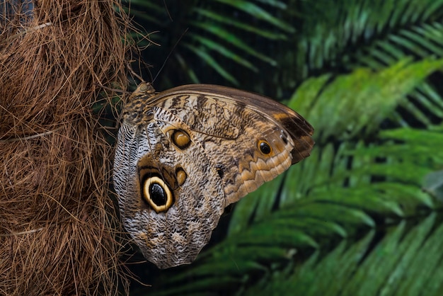 Owl Butterfly on Palm Tree Trunk – Free Stock Photo for Download