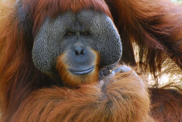 Close-up of an Orangutan – Free Stock Photo for Download