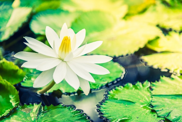 White Lotus Flower – Free Stock Photo for Download