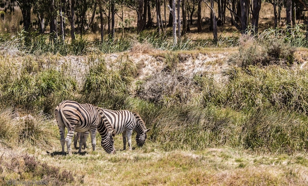 Stunning Zebras Grazing in a Scenic Pasture – Free Stock Photo, Download for Free