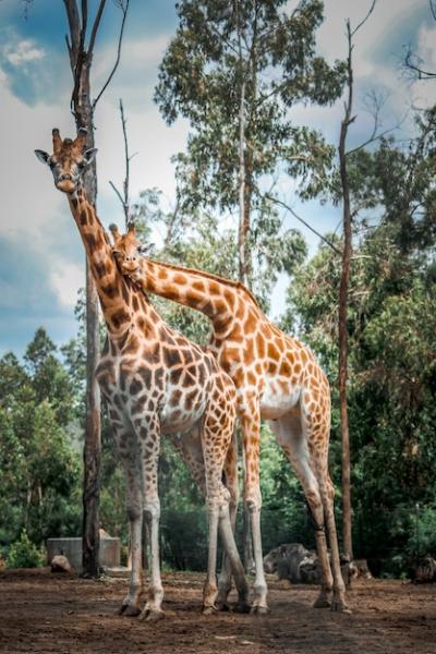 Giraffe Standing on Field – Free Stock Photo for Download