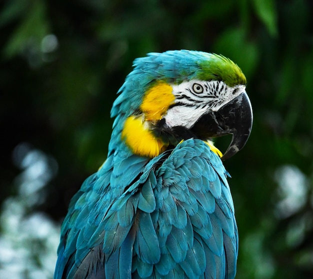 Beautiful Blue Parrot Basking in Bright Morning Sun – Free Stock Photo for Download