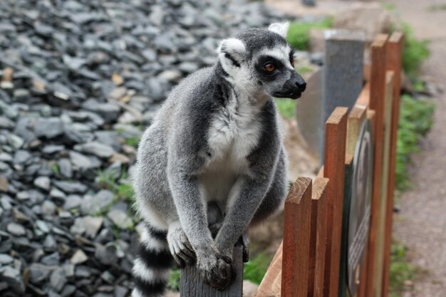 Lemur Time: Download Free Stock Photos