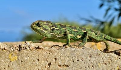 Closeup Shot of a Mediterranean Chameleon on a Thin Brick Wall – Free Stock Photo, Download Free