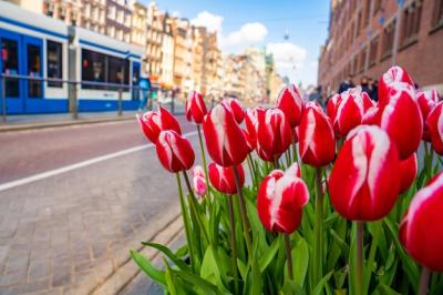 Closeup of Red and White Darwin Tulips on the Street – Free Download