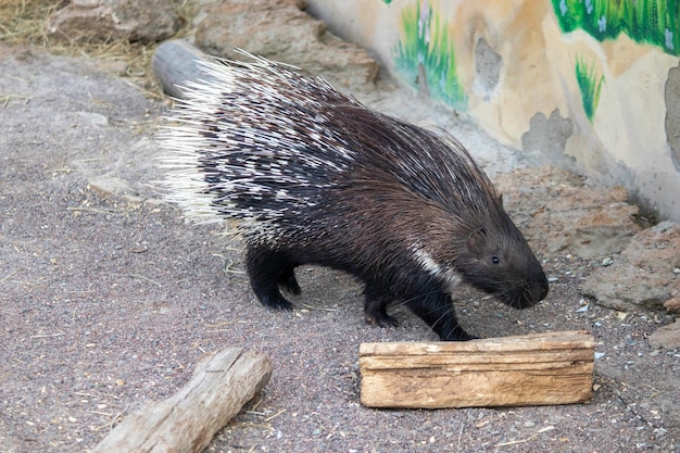 Cute Porcupine Enjoying a Sunny Day in the Zoo Aviary – Free Download