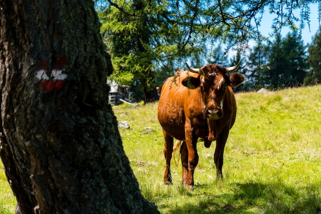 Closeup of a Horned Cow Beside a Tree on a Sunny Day – Free Download