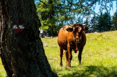 Closeup of a Horned Cow Beside a Tree on a Sunny Day – Free Download