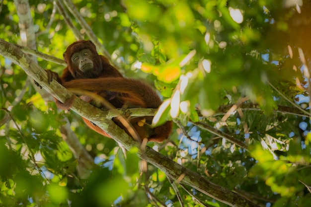 Howler Monkey in Nature: Free Stock Photo for Download