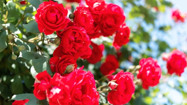 Close-up of a Vibrant Red Rose Bush – Free Download