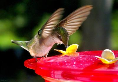 Close-up of Bird Eating Food – Free Stock Photo for Download