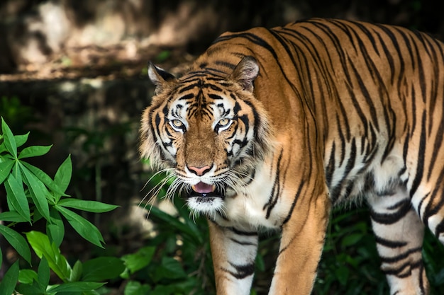 Portrait of Tiger – Free Download, Download Free Stock Photo