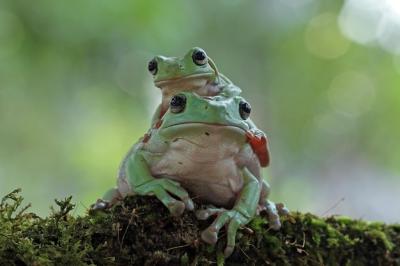 Dumpy Frog Litoria Caerulea on Green Leaves â Free Stock Photo for Download