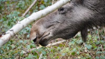 Close-up of an Eating Moose – Free Stock Photo, Download for Free