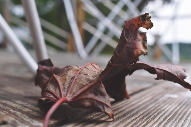 Close-up of Lizard – Free Stock Photo for Download