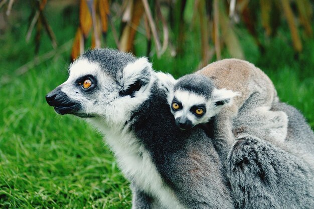 Close-Up of Lemurs on Grassy Field – Free Stock Photo for Download